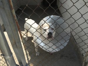 shelter main kennel fencing