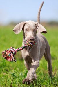 Being a puppy parent is not always an easy job but it is incredibly rewarding. Photo (c) Can Stock Photo/DragoNika