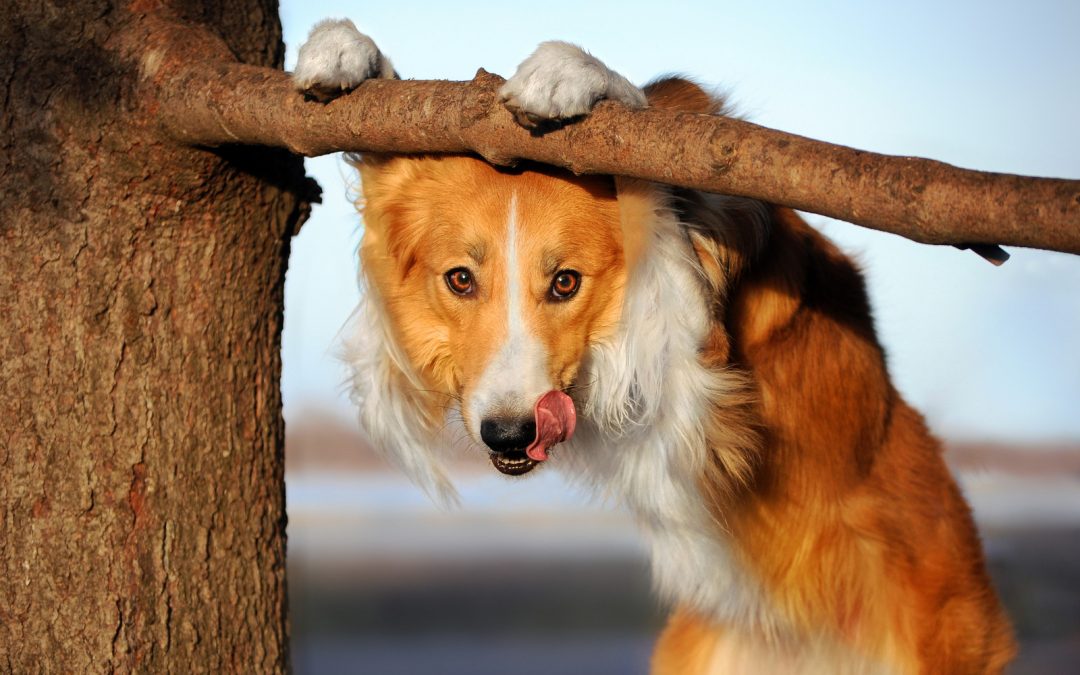Are ‘Free-Shaped’ Dogs Better Problem Solvers?