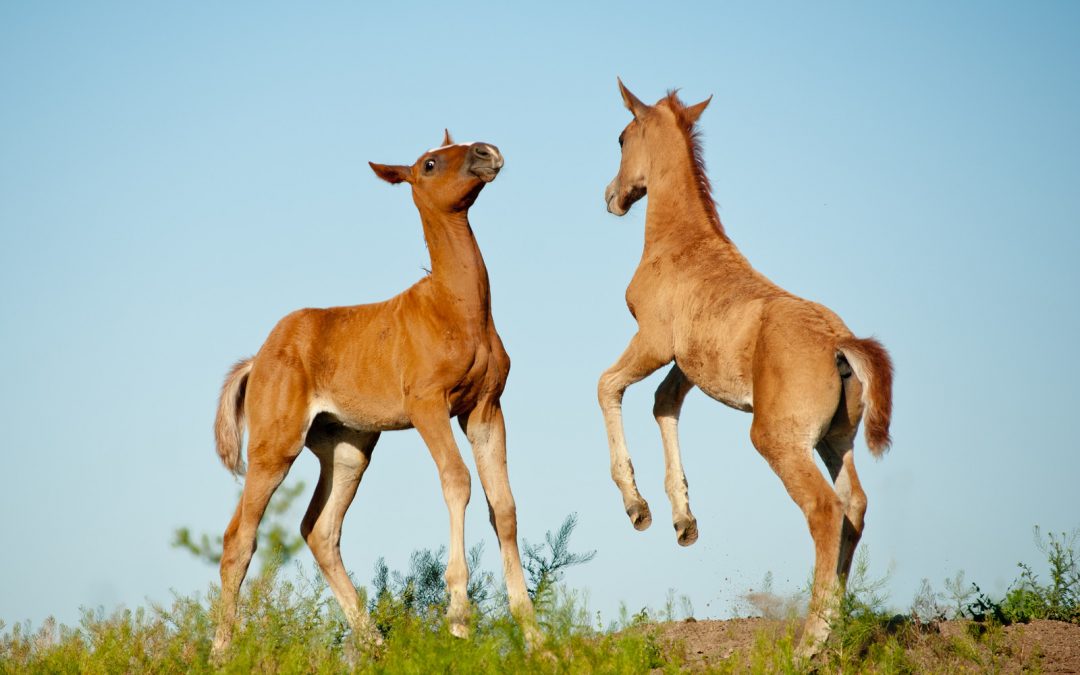 The Equine Play System