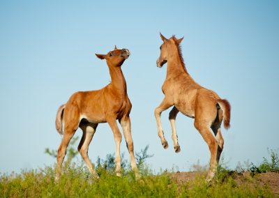 The Equine Play System