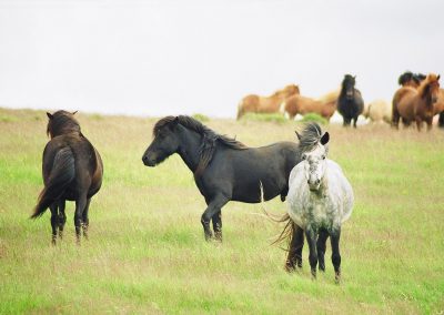 Equine Social Structure