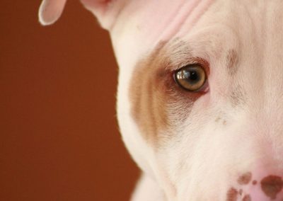 What the Experts Say about BSL