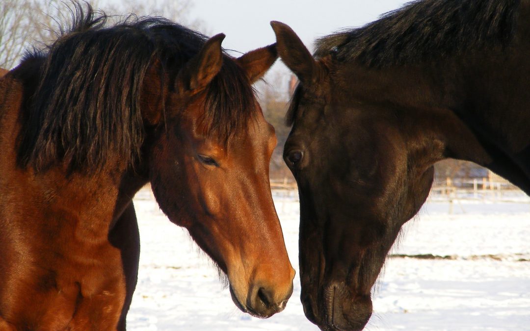 Social Relationships in the  Domestic Horse