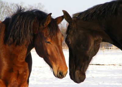 Social Relationships in the  Domestic Horse