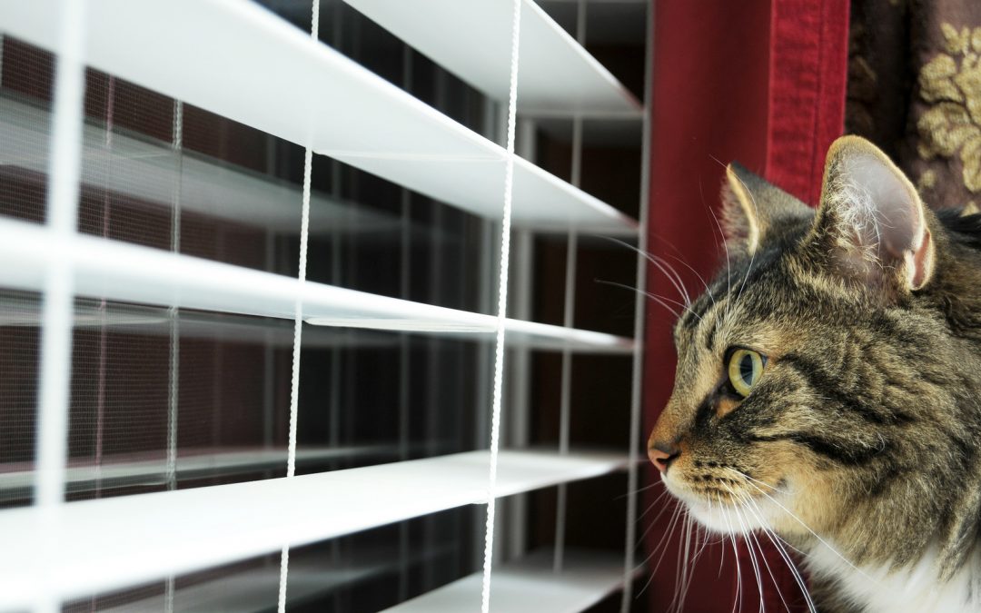 Feline Behavior Unmasked: Wakefulness, Whisker  Fatigue, and Water