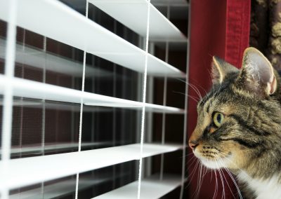 Feline Behavior Unmasked: Wakefulness, Whisker  Fatigue, and Water