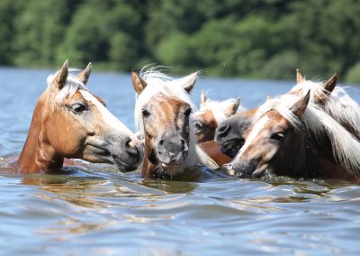 Stable Life