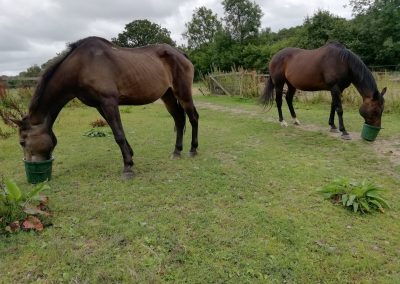 Starting Friendships  on the Right Hoof