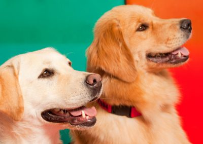 Professionalizing the Pet Industry