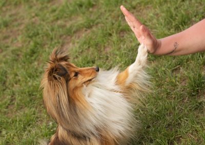 A “Spoiled” Dog or  a Frustrated Dog?