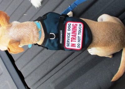 From Shelter Dog to Service Dog