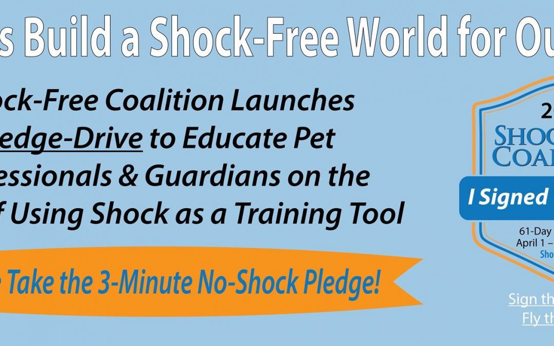 Building a Shock-Free World for Pets
