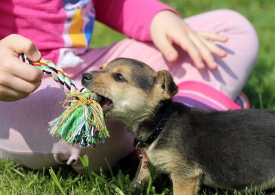 Raising a Puppy