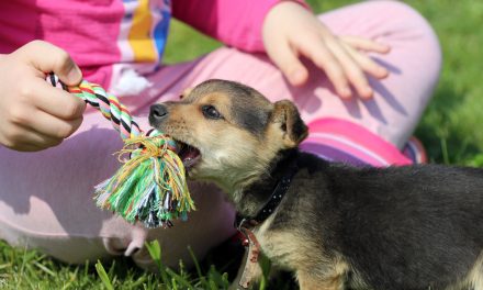 Raising a Puppy