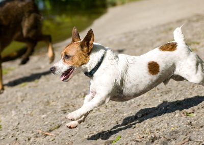 Dog Guardian Etiquette