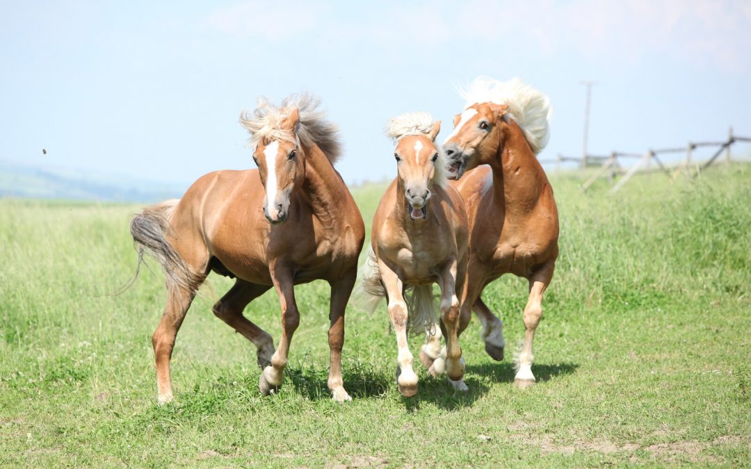 Rethinking Dominance in Horses