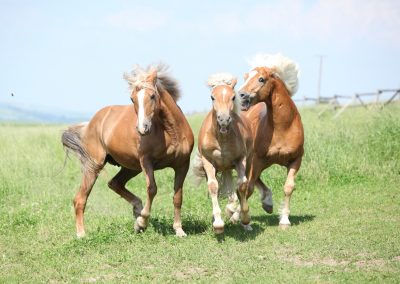 Rethinking Dominance in Horses