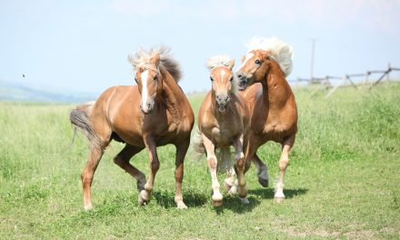 Rethinking Dominance in Horses