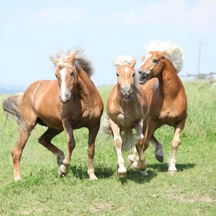 Rethinking Dominance in Horses