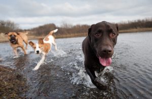 Dog behavior ethogram