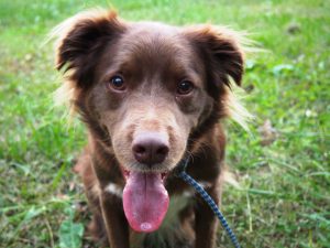 happy dog plays fetch