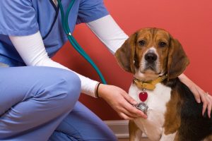 dog relaxed on floor at vet 