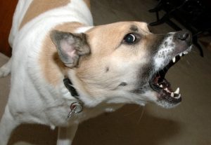 managing aggressive reactive dog