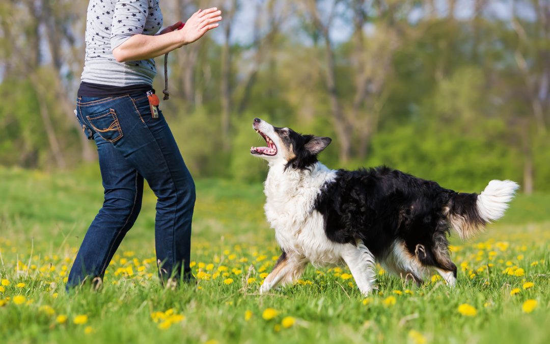 Handler Signals in Dog Training