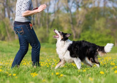 Handler Signals in Dog Training