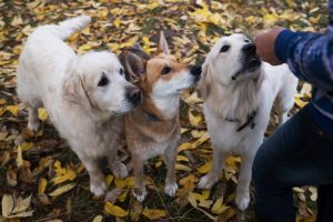 Three dogs training