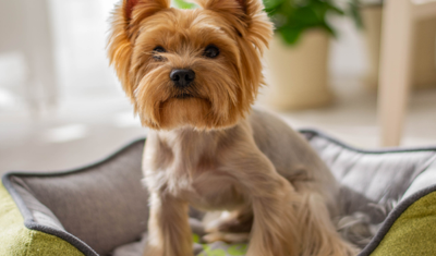 How to Start A Dog Grooming Career