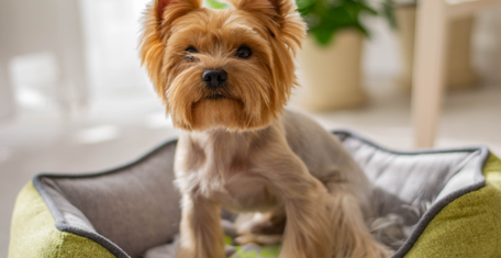How to Start A Dog Grooming Career