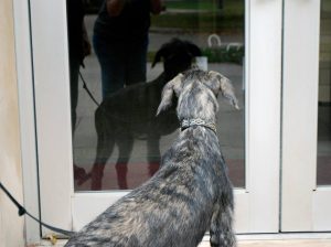 dog mirror test