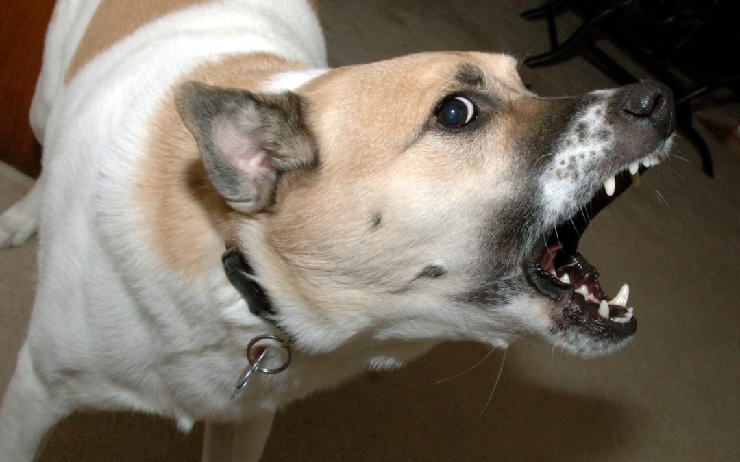 Management of An Aggressive, Fearful, or Reactive Dog