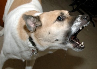 Management of An Aggressive, Fearful, or Reactive Dog