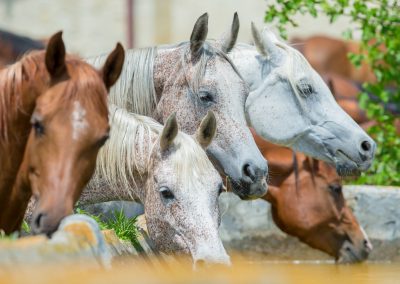 Dominance: The Horse’s  Perspective