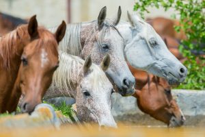 horses drinking resources