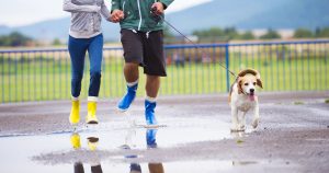 dog running with owners