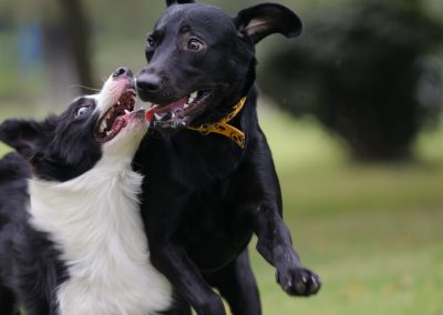 Playgroups for Shelter Dogs