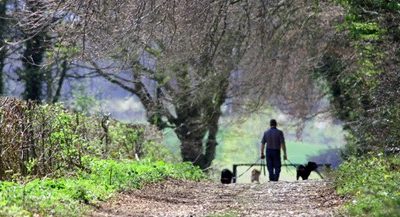 New Certificate Course: Helping Your Dog in the Post-COVID World