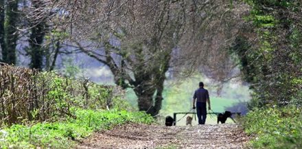 New Certificate Course: Helping Your Dog in the Post-COVID World