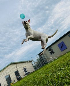 dog jumping catch ball