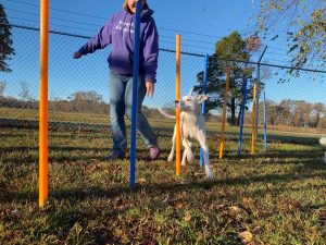 dog agility poles