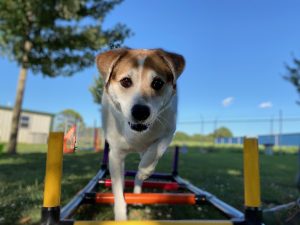 dog agility