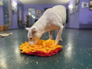 dog snuffle mat enrichment