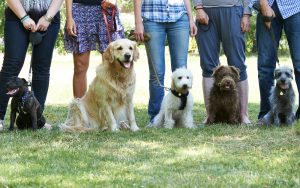 dog training class