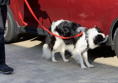 The Right Dog Harness for the Job