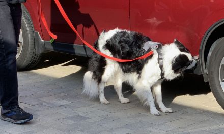 The Right Dog Harness for the Job