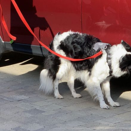 The Right Dog Harness for the Job